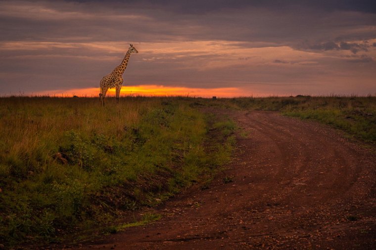 137 Masai Mara, giraf.jpg